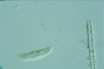 Amphisiella