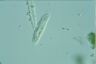 Amphisiella