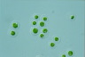 Haematococcus lacustris