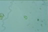 Oocystis