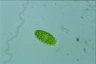 Oocystis