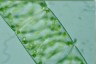 Spirogyra