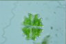 Euastrum verrucosum