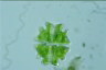 Euastrum verrucosum
