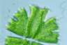 Micrasterias brachyptera
