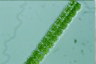 Desmidium swartzii