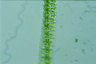 Desmidium swartzii