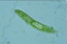 Euglena spirogyra