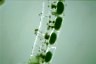 Spirogyra