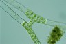 Spirogyra