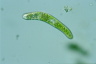 Euglena obtusa
