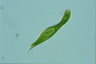 Euglena spirogyra