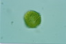 Peridinium bipes