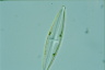Stauroneis phoenicenteron