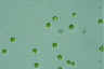 Tetraspora