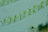 Spirogyra