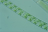 Spirogyra