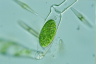 Spirogyra