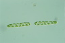Spirotaenia condensata