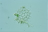 Pediastrum boryanum