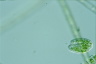 Thylakidium pituitosum