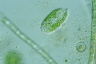 Thylakidium pituitosum