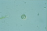 Pterocystis