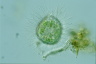 Acanthocystis turfacea
