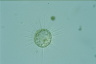 Acanthocystis