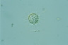 Acanthocystis