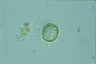 Acanthocystis