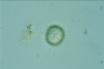 Acanthocystis