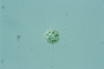 Acanthocystis