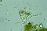 Thalassomyxa