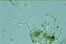 Thalassomyxa