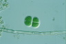 Chroococcus turgidus