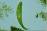 Euglena spirogyra