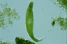 Euglena spirogyra