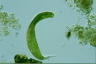 Euglena spirogyra