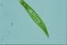 Euglena spirogyra