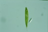 Euglena spirogyra