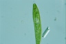 Euglena spirogyra