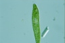 Euglena spirogyra