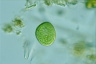 Vacuolaria virescens