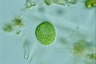 Vacuolaria virescens