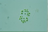 Dictyosphaerium pulchellum
