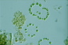Dictyosphaerium pulchellum