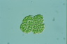 Botryococcus braunii