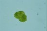 Botryococcus braunii
