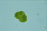 Botryococcus braunii